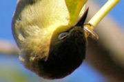 Yellow White-eye (Zosterops luteus)